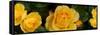 Close-Up of Yellow Roses of Texas-null-Framed Stretched Canvas