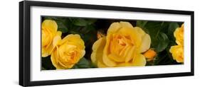 Close-Up of Yellow Roses of Texas-null-Framed Premium Photographic Print