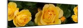 Close-Up of Yellow Roses of Texas-null-Mounted Photographic Print