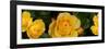 Close-Up of Yellow Roses of Texas-null-Framed Photographic Print