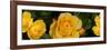 Close-Up of Yellow Roses of Texas-null-Framed Photographic Print