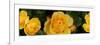 Close-Up of Yellow Roses of Texas-null-Framed Photographic Print