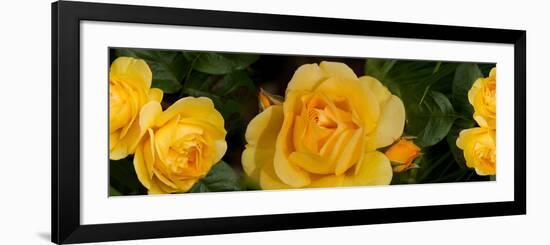 Close-Up of Yellow Roses of Texas-null-Framed Photographic Print