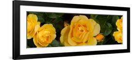 Close-Up of Yellow Roses of Texas-null-Framed Photographic Print