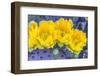 Close-up of yellow Santa Rita prickly pear (Opuntia violacea) cactus flowers, Sonoran Desert, Tu...-Panoramic Images-Framed Photographic Print