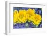 Close-up of yellow Santa Rita prickly pear (Opuntia violacea) cactus flowers, Sonoran Desert, Tu...-Panoramic Images-Framed Photographic Print