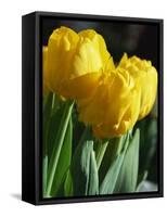 Close-Up of Yellow Tulips at Lisse, Netherlands, Europe-Murray Louise-Framed Stretched Canvas
