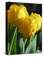 Close-Up of Yellow Tulips at Lisse, Netherlands, Europe-Murray Louise-Stretched Canvas