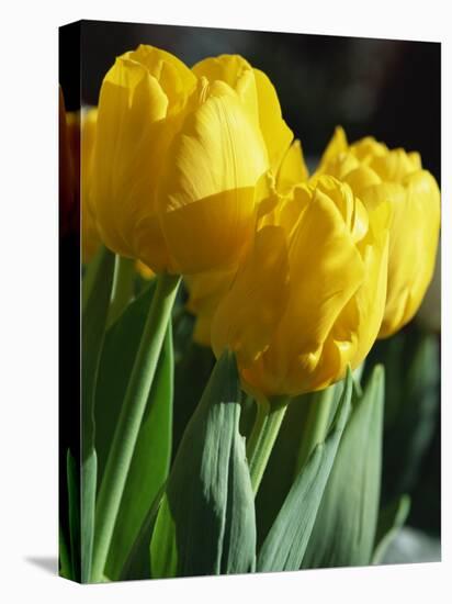 Close-Up of Yellow Tulips at Lisse, Netherlands, Europe-Murray Louise-Stretched Canvas