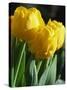 Close-Up of Yellow Tulips at Lisse, Netherlands, Europe-Murray Louise-Stretched Canvas