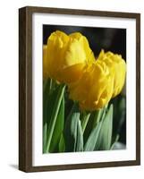 Close-Up of Yellow Tulips at Lisse, Netherlands, Europe-Murray Louise-Framed Photographic Print