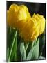 Close-Up of Yellow Tulips at Lisse, Netherlands, Europe-Murray Louise-Mounted Photographic Print
