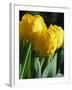 Close-Up of Yellow Tulips at Lisse, Netherlands, Europe-Murray Louise-Framed Photographic Print