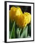 Close-Up of Yellow Tulips at Lisse, Netherlands, Europe-Murray Louise-Framed Photographic Print