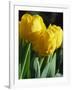 Close-Up of Yellow Tulips at Lisse, Netherlands, Europe-Murray Louise-Framed Photographic Print