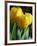 Close-Up of Yellow Tulips at Lisse, Netherlands, Europe-Murray Louise-Framed Photographic Print