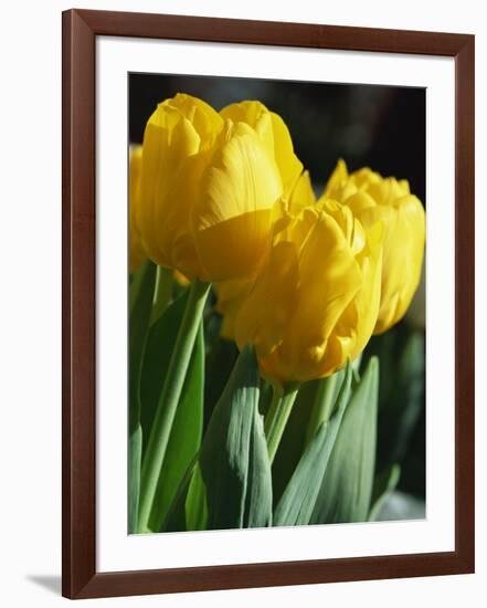 Close-Up of Yellow Tulips at Lisse, Netherlands, Europe-Murray Louise-Framed Photographic Print