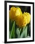 Close-Up of Yellow Tulips at Lisse, Netherlands, Europe-Murray Louise-Framed Photographic Print