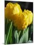 Close-Up of Yellow Tulips at Lisse, Netherlands, Europe-Murray Louise-Mounted Photographic Print