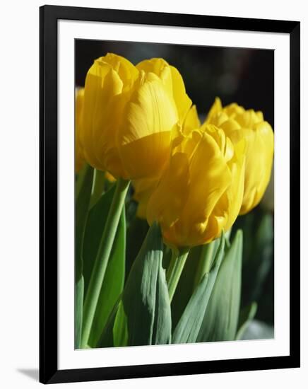 Close-Up of Yellow Tulips at Lisse, Netherlands, Europe-Murray Louise-Framed Photographic Print