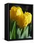 Close-Up of Yellow Tulips at Lisse, Netherlands, Europe-Murray Louise-Framed Stretched Canvas