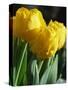 Close-Up of Yellow Tulips at Lisse, Netherlands, Europe-Murray Louise-Stretched Canvas