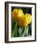 Close-Up of Yellow Tulips at Lisse, Netherlands, Europe-Murray Louise-Framed Photographic Print