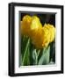 Close-Up of Yellow Tulips at Lisse, Netherlands, Europe-Murray Louise-Framed Photographic Print