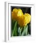 Close-Up of Yellow Tulips at Lisse, Netherlands, Europe-Murray Louise-Framed Photographic Print