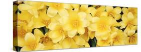 Close-up of Yellow Tulips-null-Stretched Canvas