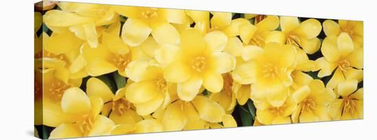 Close-up of Yellow Tulips-null-Stretched Canvas