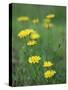 Close-Up of Yellow Wild Flowers-Lee Frost-Stretched Canvas