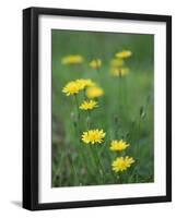 Close-Up of Yellow Wild Flowers-Lee Frost-Framed Photographic Print