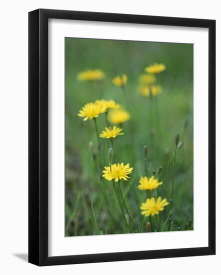 Close-Up of Yellow Wild Flowers-Lee Frost-Framed Photographic Print