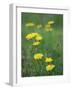 Close-Up of Yellow Wild Flowers-Lee Frost-Framed Photographic Print