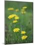 Close-Up of Yellow Wild Flowers-Lee Frost-Mounted Photographic Print