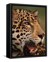 Close-Up of Young Male Jaguar Face,.Brazil-Staffan Widstrand-Framed Stretched Canvas