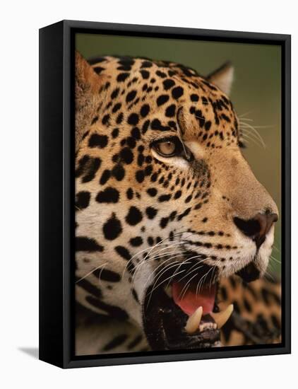 Close-Up of Young Male Jaguar Face,.Brazil-Staffan Widstrand-Framed Stretched Canvas