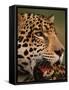 Close-Up of Young Male Jaguar Face,.Brazil-Staffan Widstrand-Framed Stretched Canvas