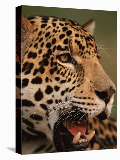 Close-Up of Young Male Jaguar Face,.Brazil-Staffan Widstrand-Stretched Canvas