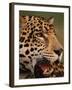 Close-Up of Young Male Jaguar Face,.Brazil-Staffan Widstrand-Framed Photographic Print