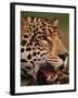 Close-Up of Young Male Jaguar Face,.Brazil-Staffan Widstrand-Framed Photographic Print