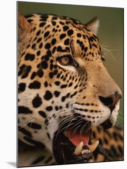 Close-Up of Young Male Jaguar Face,.Brazil-Staffan Widstrand-Mounted Photographic Print