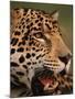 Close-Up of Young Male Jaguar Face,.Brazil-Staffan Widstrand-Mounted Photographic Print