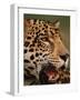 Close-Up of Young Male Jaguar Face,.Brazil-Staffan Widstrand-Framed Photographic Print