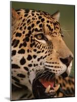 Close-Up of Young Male Jaguar Face,.Brazil-Staffan Widstrand-Mounted Photographic Print