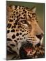 Close-Up of Young Male Jaguar Face,.Brazil-Staffan Widstrand-Mounted Photographic Print