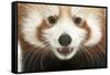 Close-Up of Young Red Panda or Shining Cat, Ailurus Fulgens, 7 Months Old-Life on White-Framed Stretched Canvas