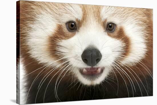 Close-Up of Young Red Panda or Shining Cat, Ailurus Fulgens, 7 Months Old-Life on White-Stretched Canvas