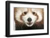 Close-Up of Young Red Panda or Shining Cat, Ailurus Fulgens, 7 Months Old-Life on White-Framed Premium Photographic Print